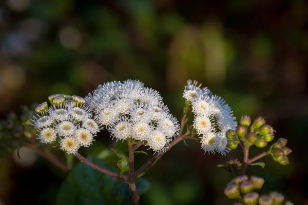 Um close-up de Anaphalis javanica ou conhecida como Java Edelweiss flor que só pode viver em montanha de alta altitude. Edelweiss também conhecido como Flor Eterna. Bela flor no Monte Papandayan — Fotografia de Stock