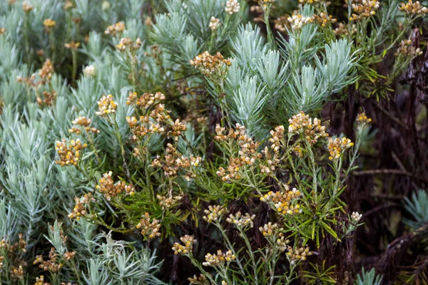 Um close-up de Anaphalis javanica ou conhecida como Java Edelweiss flor que só pode viver em montanha de alta altitude. Edelweiss também conhecido como Flor Eterna. Bela flor no Monte Papandayan — Fotografia de Stock