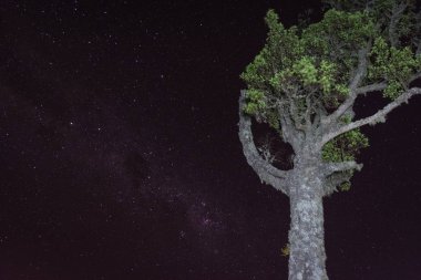 Kamp alanı 7 'deki Raung Dağı' nda yıldızlarla dolu bir ağaç. Raung, Endonezya 'nın Java Adaları' ndaki en aktif volkanlardan biridir..