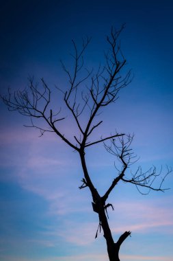Renkli günbatımı olan bir ağaç silueti ya da kamp alanı 7 'de gün doğumu gökyüzü. Raung, Endonezya 'daki Java' nın en zorlu dağ patikaları ve en aktif volkandır..