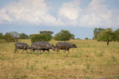 Doğal yaşam alanlarında bir grup bufalo, Savanna Bekol, Baluran. aluran Milli Parkı Doğu Java, Endonezya kuzey kıyısında yaklaşık 25.000 ha uzanan bir orman koruma alanıdır.