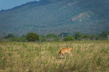 Doğal yaşam alanı üzerinde bir geyik, Savanna Bekol, Baluran. Baluran Milli Parkı Doğu Java, Endonezya kuzey kıyısında yaklaşık 25.000 ha uzanan bir orman koruma alanıdır.