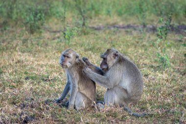 Bir çift gri maymun Savanna Bekol, Baluran'da birbirlerine yardım ediyor. Baluran Milli Parkı Doğu Java, Endonezya kuzey kıyısında yaklaşık 25.000 ha uzanan bir orman koruma alanıdır.
