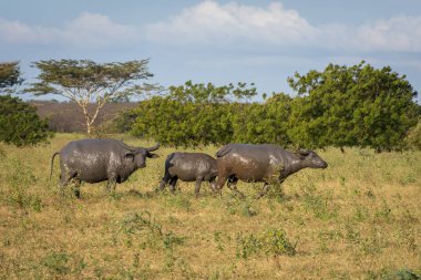 Doğal yaşam alanlarında bir grup bufalo, Savanna Bekol, Baluran. aluran Milli Parkı Doğu Java, Endonezya kuzey kıyısında yaklaşık 25.000 ha uzanan bir orman koruma alanıdır.