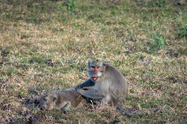 在巴鲁兰的萨凡纳贝科尔，一对灰色的猴子互相帮助。巴鲁兰国家公园是一个森林保护区，位于印度尼西亚东爪哇的北海岸，面积约25000公顷。. — 图库照片
