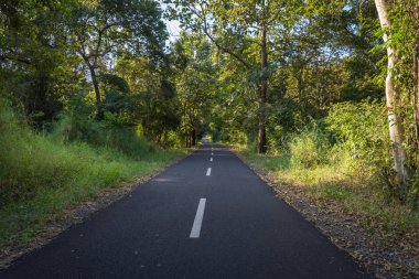 Baluran'da güzel çevre doğaile bir asfalt yol. Baluran Milli Parkı Doğu Java, Endonezya kuzey kıyısında yaklaşık 25.000 ha uzanan bir orman koruma alanıdır.