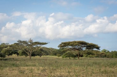Savanna Bekol üzerinde benzersiz bir ağaç ya da Afrika Van Java olarak da bilinir. Baluran Milli Parkı Doğu Java, Endonezya kuzey kıyısında yaklaşık 25.000 ha uzanan bir orman koruma alanıdır.