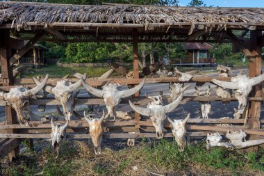 Banyuwangi, Endonezya - 29 Mayıs 2019 : Savanna Bekol, Baluran'da boğa kafatasları. Baluran Milli Parkı Doğu Java kuzey kıyısında yaklaşık 25.000 ha uzanan bir orman koruma alanıdır.
