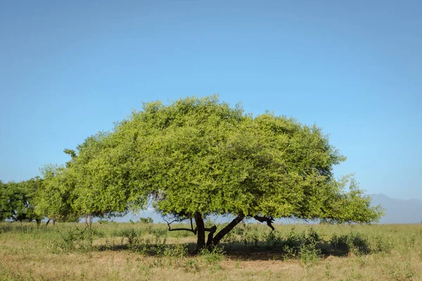 Savanna Bekol üzerinde benzersiz bir ağaç ya da Afrika Van Java olarak da bilinir. Baluran Milli Parkı Doğu Java, Endonezya kuzey kıyısında yaklaşık 25.000 ha uzanan bir orman koruma alanıdır. — Stok fotoğraf