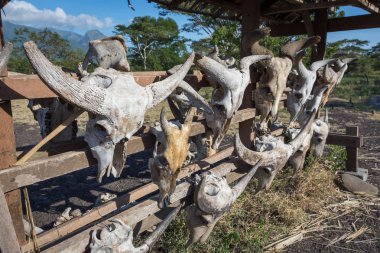 Banyuwangi, Endonezya - 29 Mayıs 2019 : Savanna Bekol, Baluran'da boğa kafatasları. Baluran Milli Parkı Doğu Java kuzey kıyısında yaklaşık 25.000 ha uzanan bir orman koruma alanıdır.