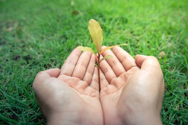 Main Tenant Plante Sur Fond Verre Vert — Photo