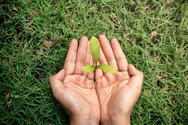 Main Tenant Plante Sur Fond Verre Vert — Photo