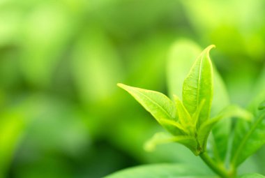 Yakın kadar ileri sürülen taze yaprakları arka plan güneş ışığı ile