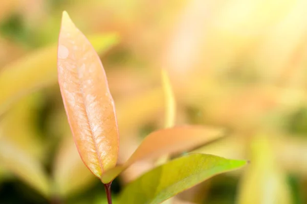 Nahaufnahme Legte Frische Blätter Hintergrund Mit Sonnenlicht — Stockfoto