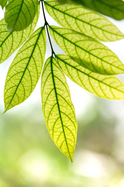 Nahaufnahme Grüne Laeves Hintergrund Mit Sonnenlicht — Stockfoto