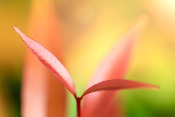 Nahaufnahme Legte Frische Blätter Hintergrund Mit Sonnenlicht — Stockfoto