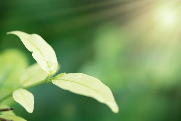 Nahaufnahme Grüne Laeves Hintergrund Mit Sonnenlicht — Stockfoto