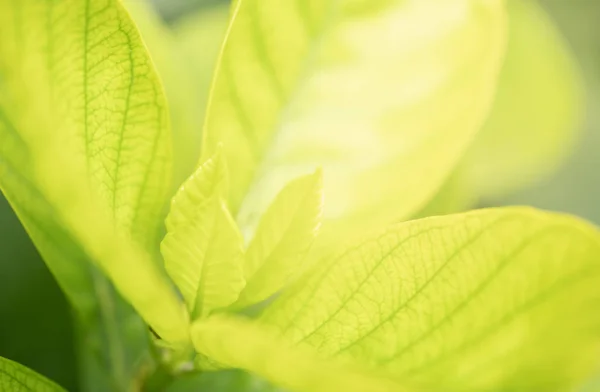 Nahaufnahme Legte Frische Blätter Hintergrund Mit Sonnenlicht — Stockfoto