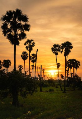 Şeker palmiye ağacı Tayland pirinç tarlaları günbatımı zaman içinde