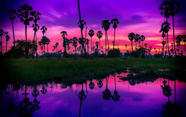 Palmier Sucre Dans Les Rizières Heure Coucher Soleil Thaïlande — Photo