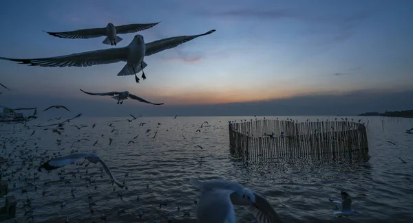 Gabbiano Che Vola Nel Cielo Tramonto Sul Mare Thailandia — Foto Stock