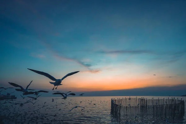 Gaviota Volando Cielo Puesta Sol Sobre Mar Tailandia —  Fotos de Stock