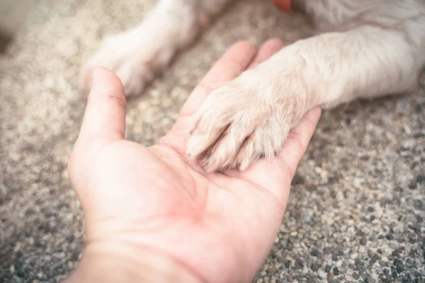Human Hand Holding Dog Paw Concept Friendship Human Animal — стоковое фото