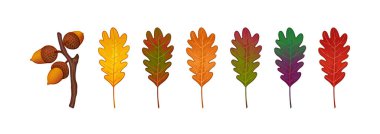Renkli sonbahar meşe yaprakları seti. Altın meşe palamudu dalları. Beyaz arkaplanda vektör illüstrasyonu.
