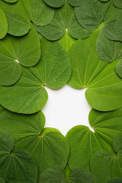 Festival India Dussehra Simbólico Golden Piliostigma Hoja Bauhinia Racemosa También — Foto de Stock