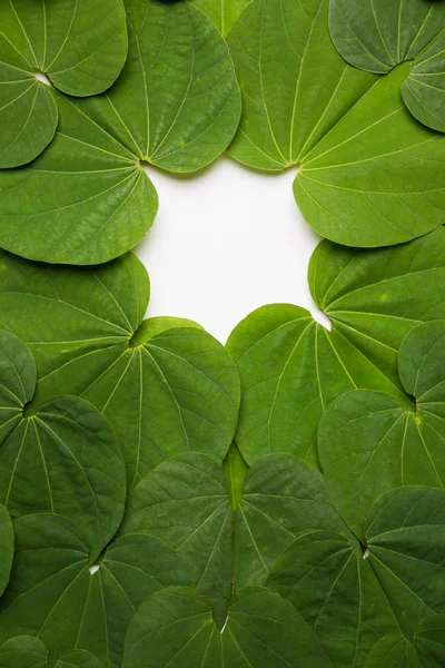 Festival India Dussehra Simbólico Golden Piliostigma Hoja Bauhinia Racemosa También — Foto de Stock