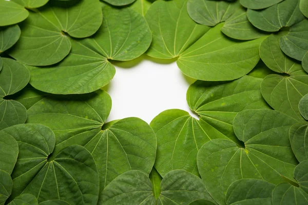 Festival India Dussehra Simbólico Golden Piliostigma Hoja Bauhinia Racemosa También — Foto de Stock