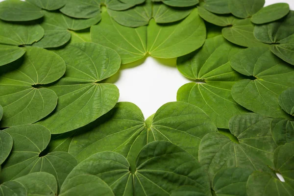 Festival India Dussehra Simbólico Golden Piliostigma Hoja Bauhinia Racemosa También — Foto de Stock