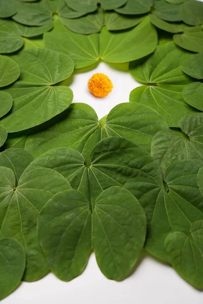Festival India Dussehra Simbólico Golden Piliostigma Hoja Bauhinia Racemosa También — Foto de Stock