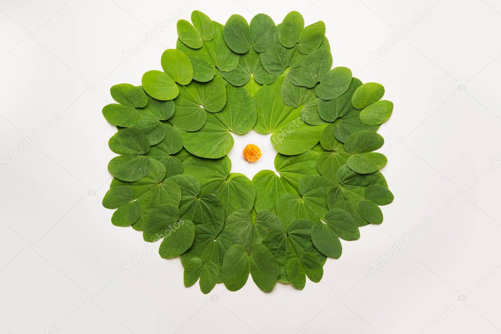Indian Festival Dussehra, symbolic Golden or Piliostigma leaf or Bauhinia racemosa also known as Apta patti, arranged in circular pattern on white background. 