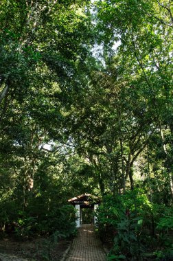 Una casa sumergida en el bosque