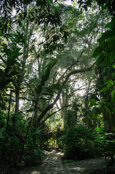 Caminos Bosque —  Fotos de Stock