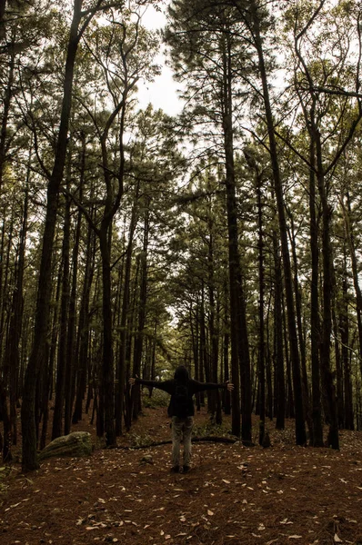 Hombre en bosque de pinos 