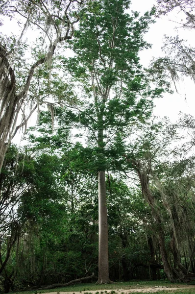 Arbol Grande Bosque —  Fotos de Stock