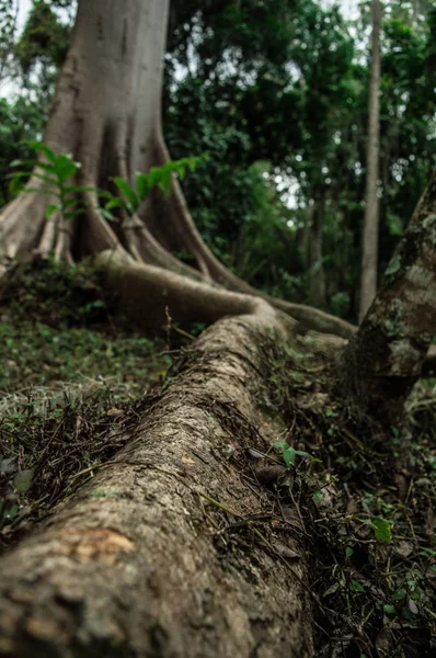 Raices de un gran arbol en el bosque