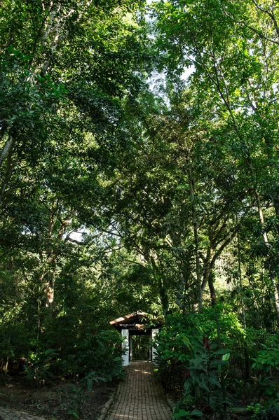 Una casa sumergida en el bosque