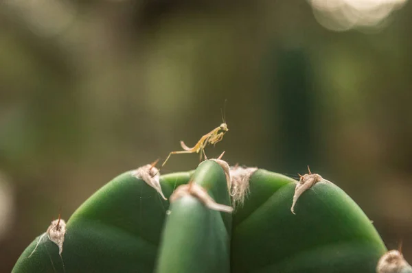 Pequeño Mantis Cactus —  Fotos de Stock