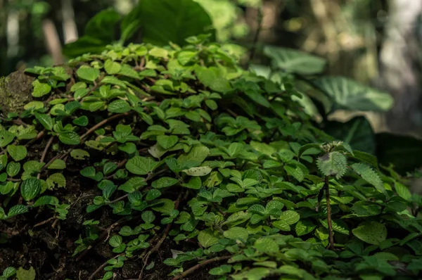 fondo de hojas verdes 