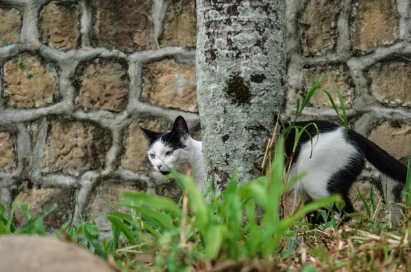 Gato escondido en un arbol