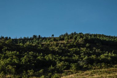 Paisaje de una colina con arboles