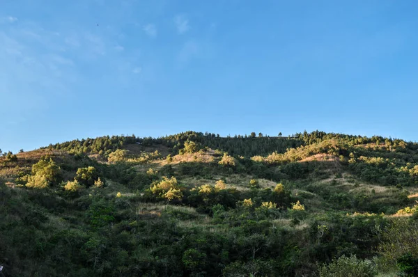 Paisaje de montaas con arboles