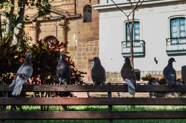 Park Ahşap Bir Bankta Güvercinler — Stok fotoğraf