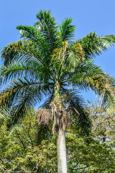 Sahilde palmiye ağaçları