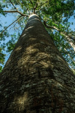 büyük bir ağaç dokusuna