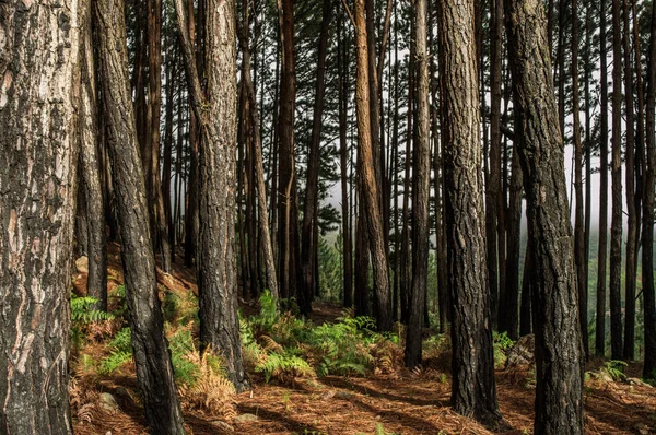 bir çam ormanı peyzaj