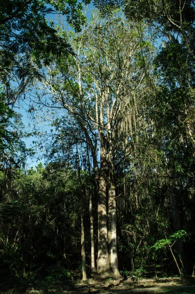 a tall tree in the forest